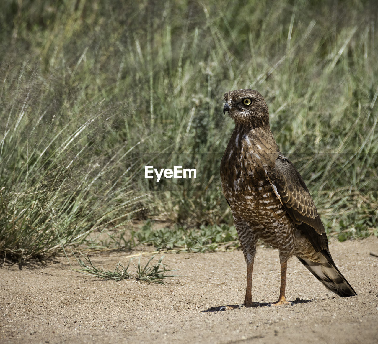 Owl perching on sand