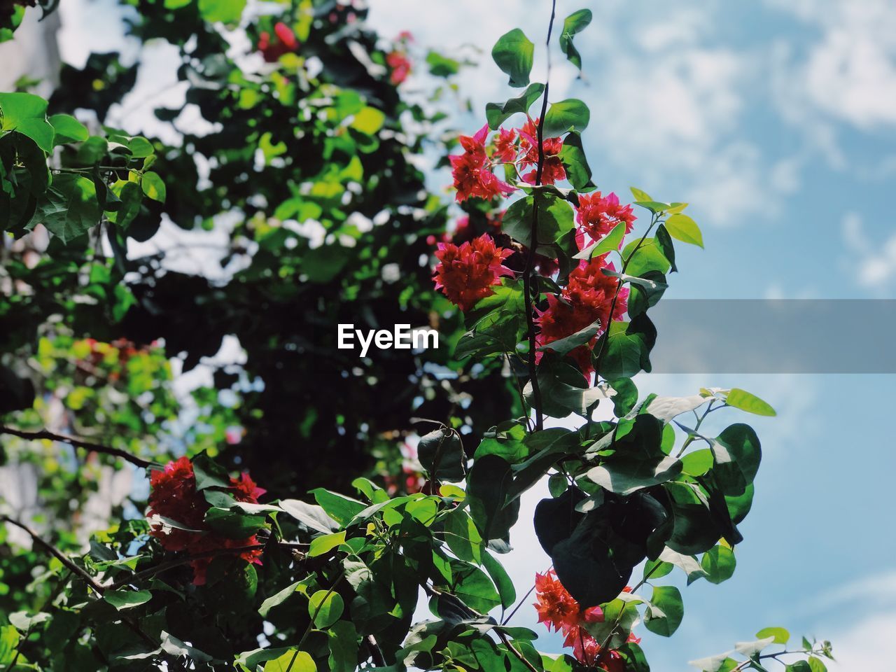 Close-up of red flowering plant