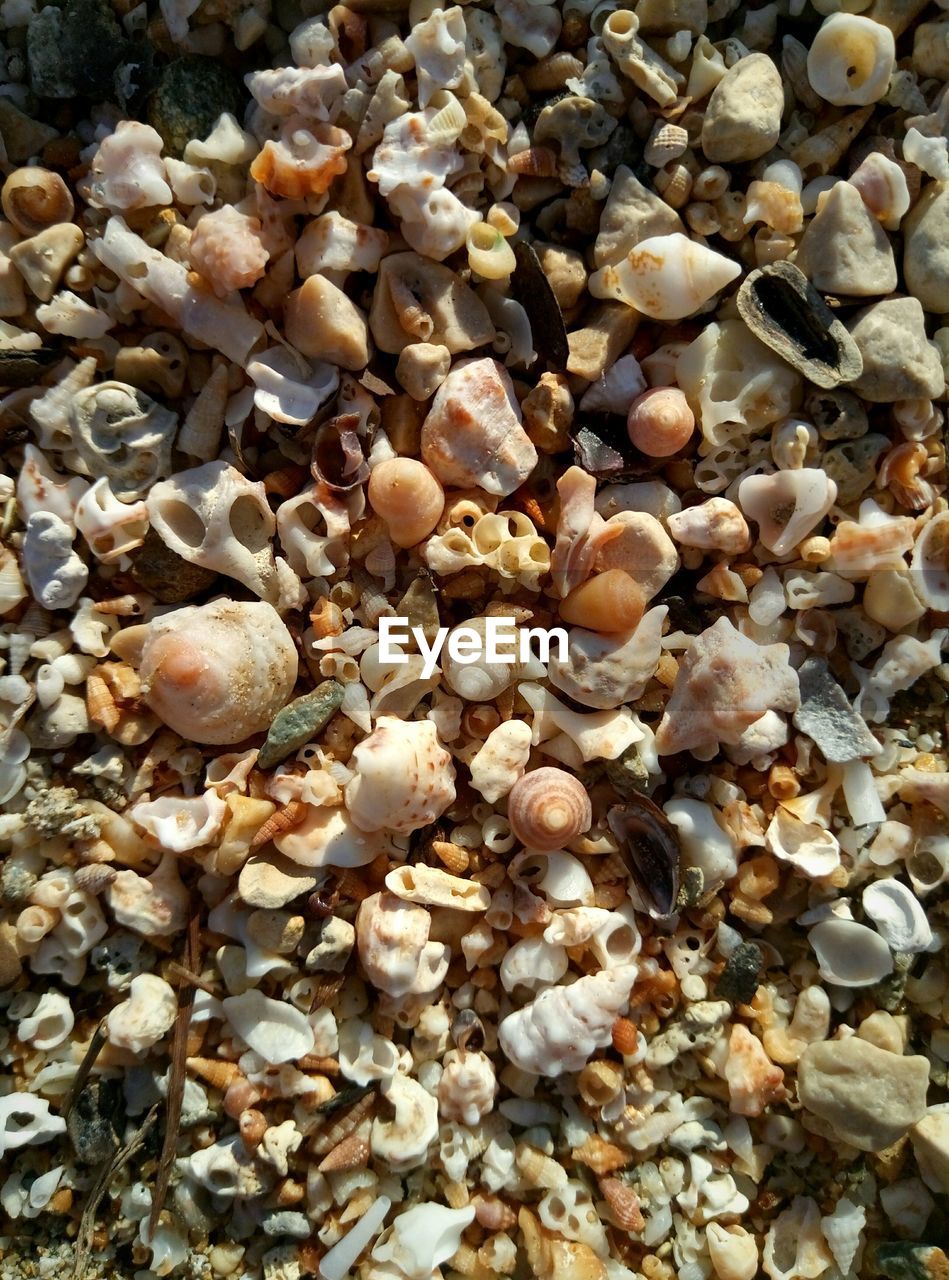 Full frame shot of seashells on pebbles