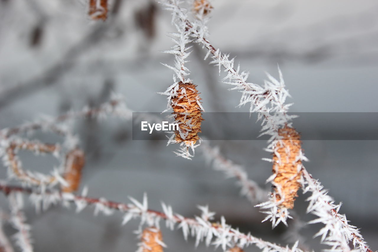 Close-up of frost on tree