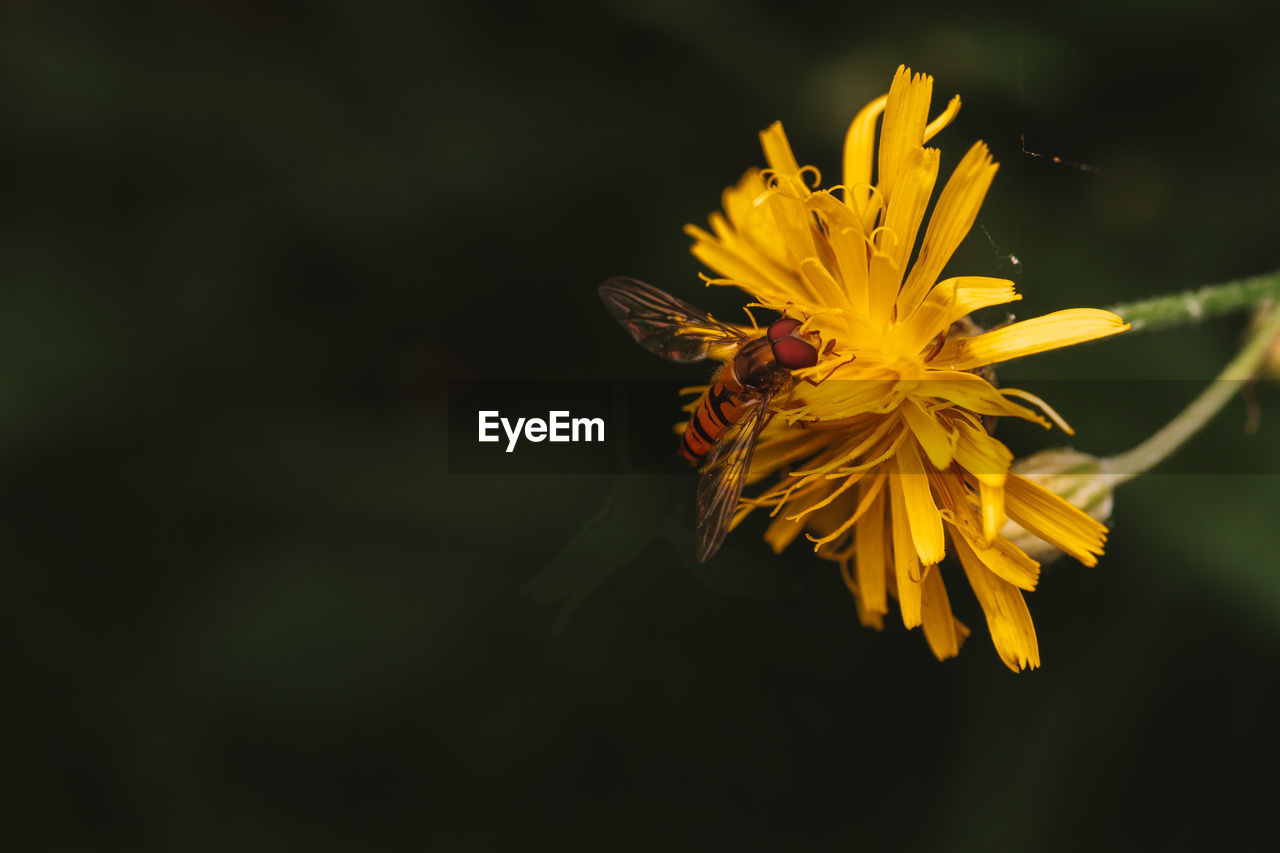 Close-up of yellow flower