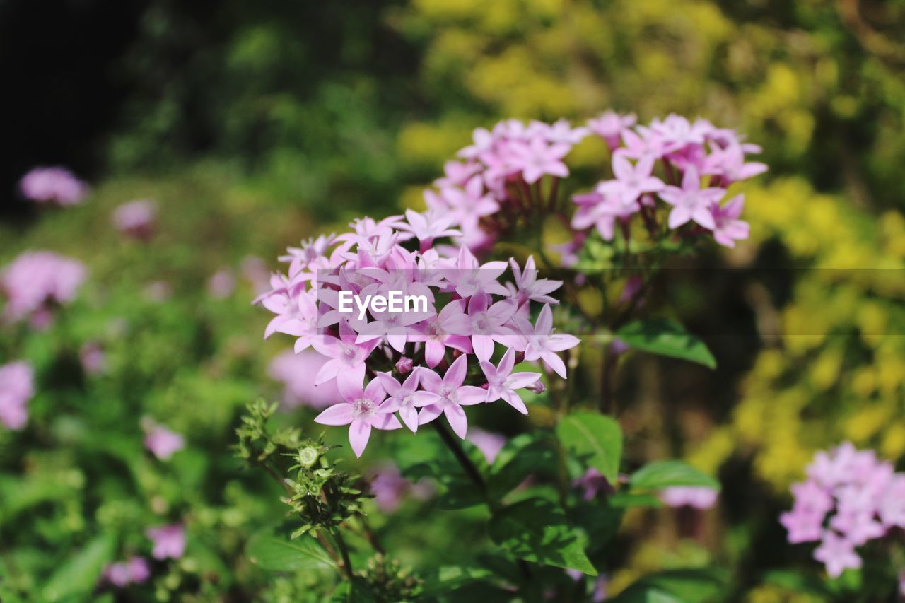 CLOSE-UP OF PINK FLOWER IN PARK