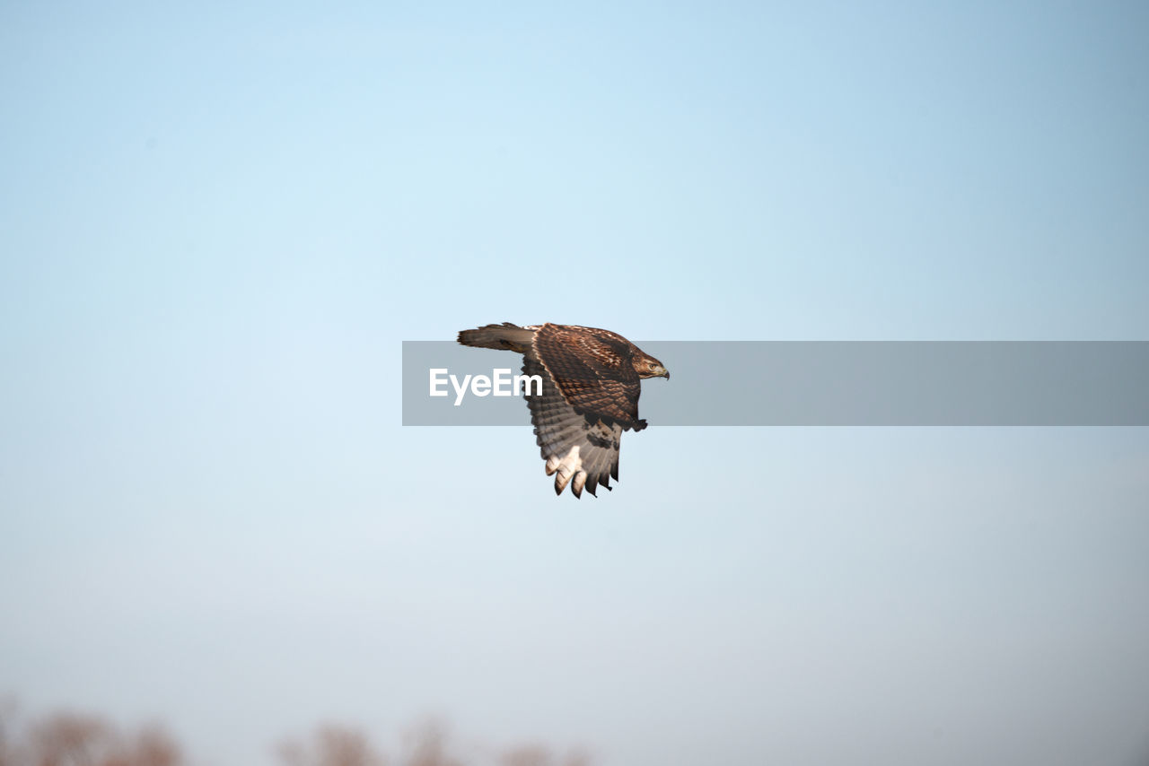 Low angle view of hawk flying against clear sky
