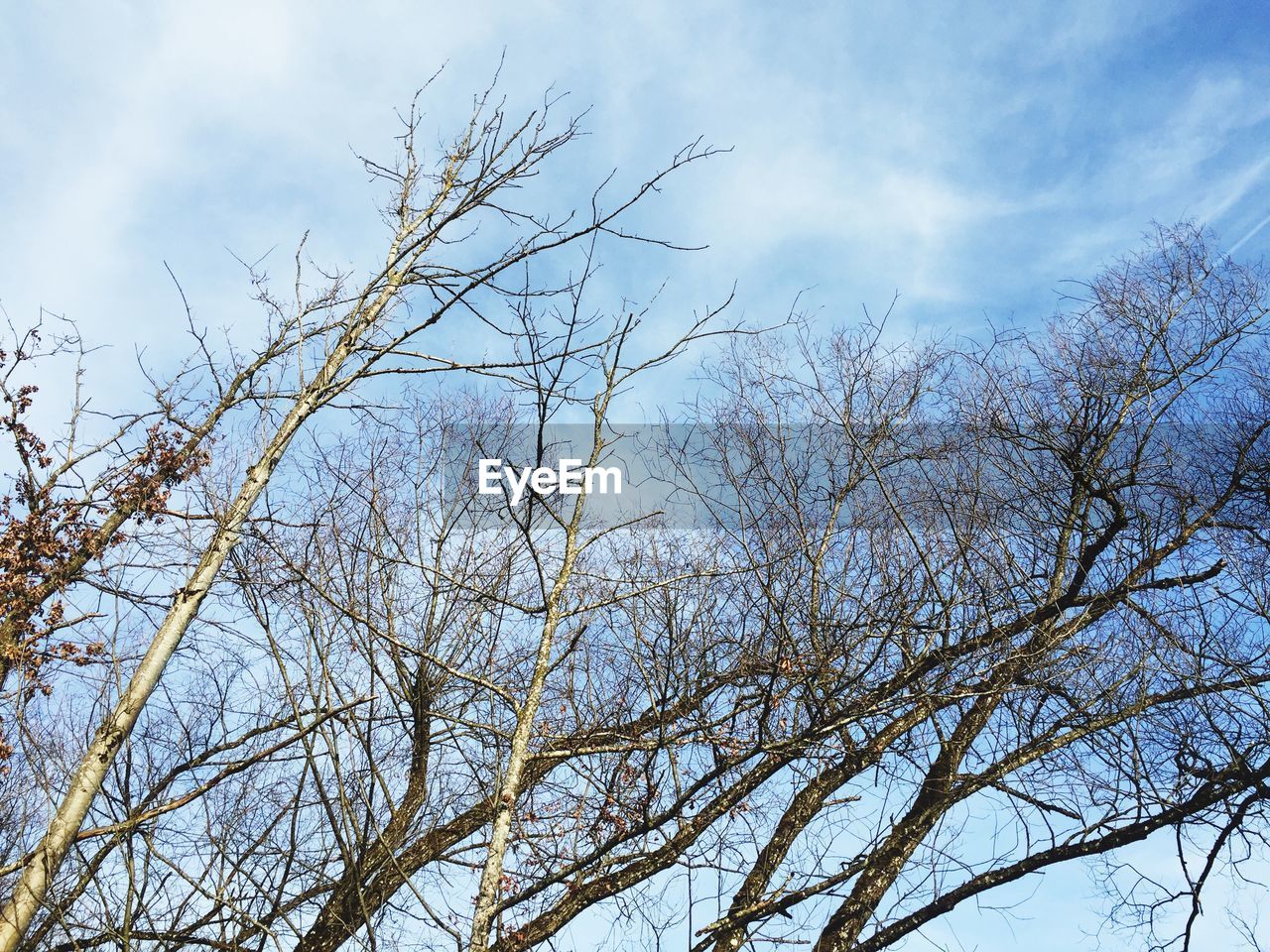 LOW ANGLE VIEW OF BARE TREES AGAINST CLOUDY SKY