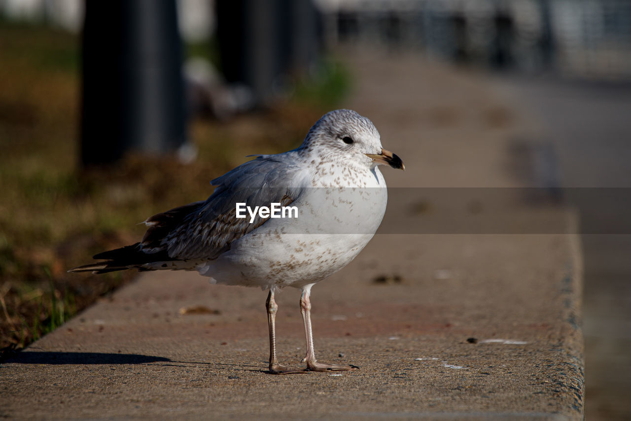 animal themes, animal, bird, animal wildlife, wildlife, one animal, beak, gull, nature, full length, focus on foreground, no people, close-up, outdoors, day, dove - bird, animal body part