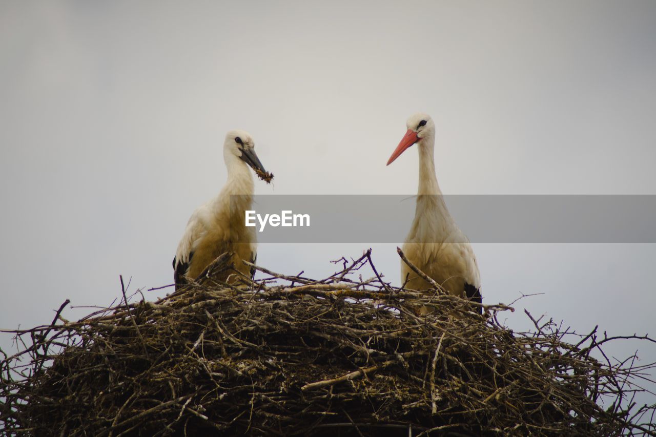 Close-up of birds in nest against clear sky