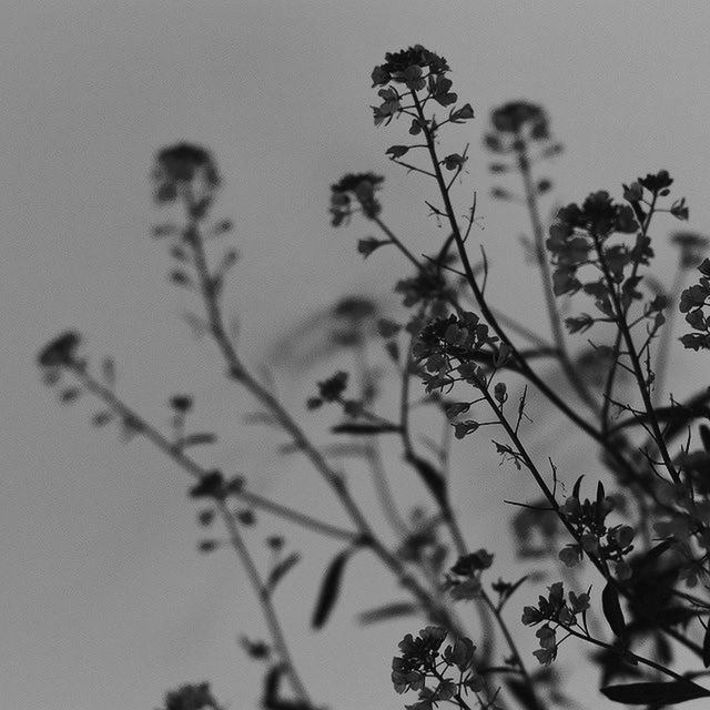 CLOSE-UP OF PLANTS