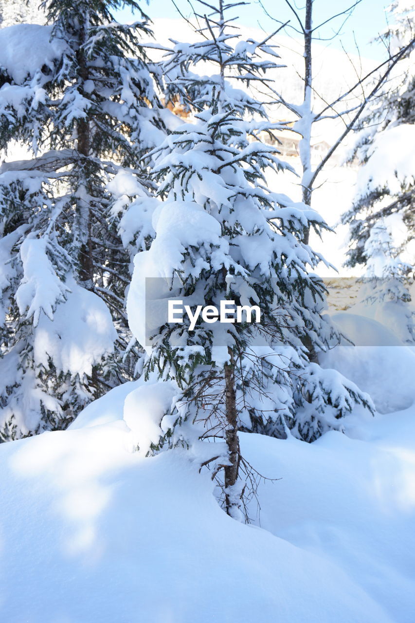 Snow covered branches of tree during winter