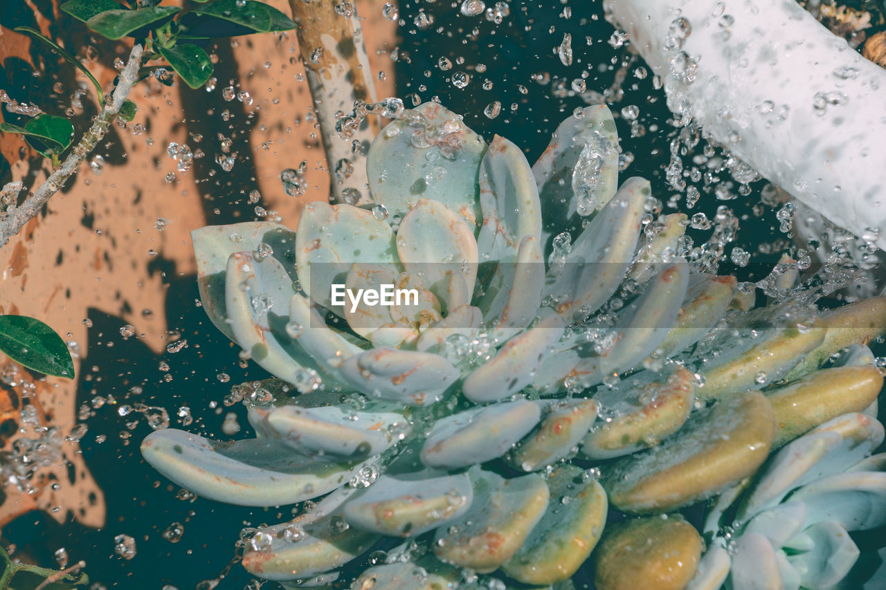 FULL FRAME SHOT OF WET FLOWERING PLANT