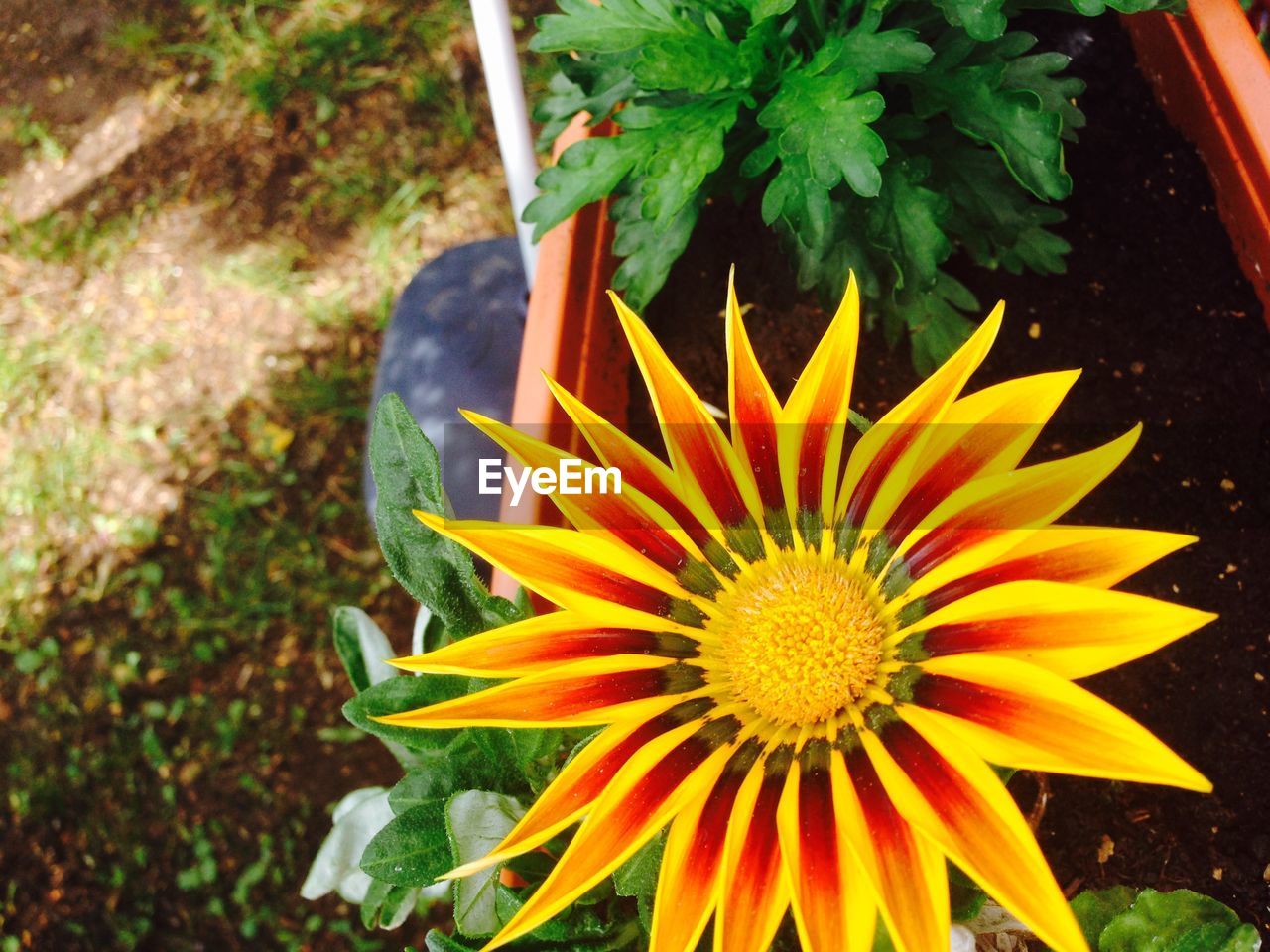 CLOSE-UP OF YELLOW FLOWERS BLOOMING