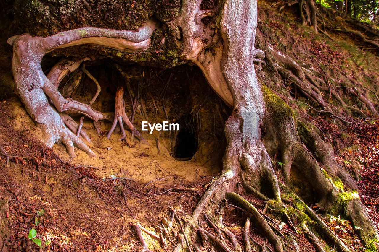 CLOSE-UP OF TREE ROOTS IN FOREST