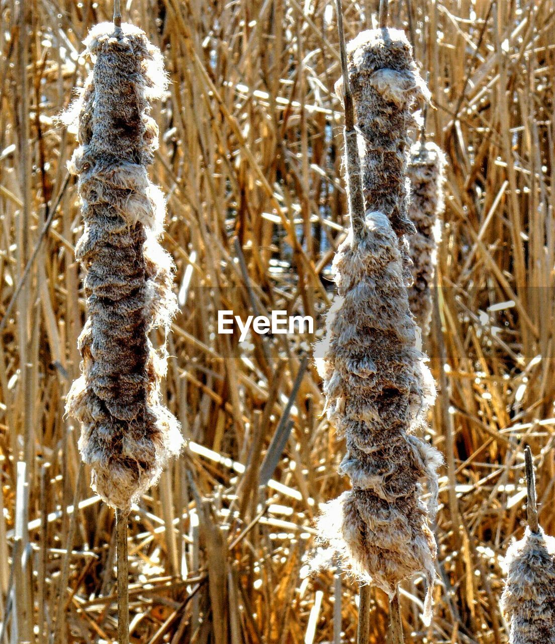 PLANT GROWING ON FIELD