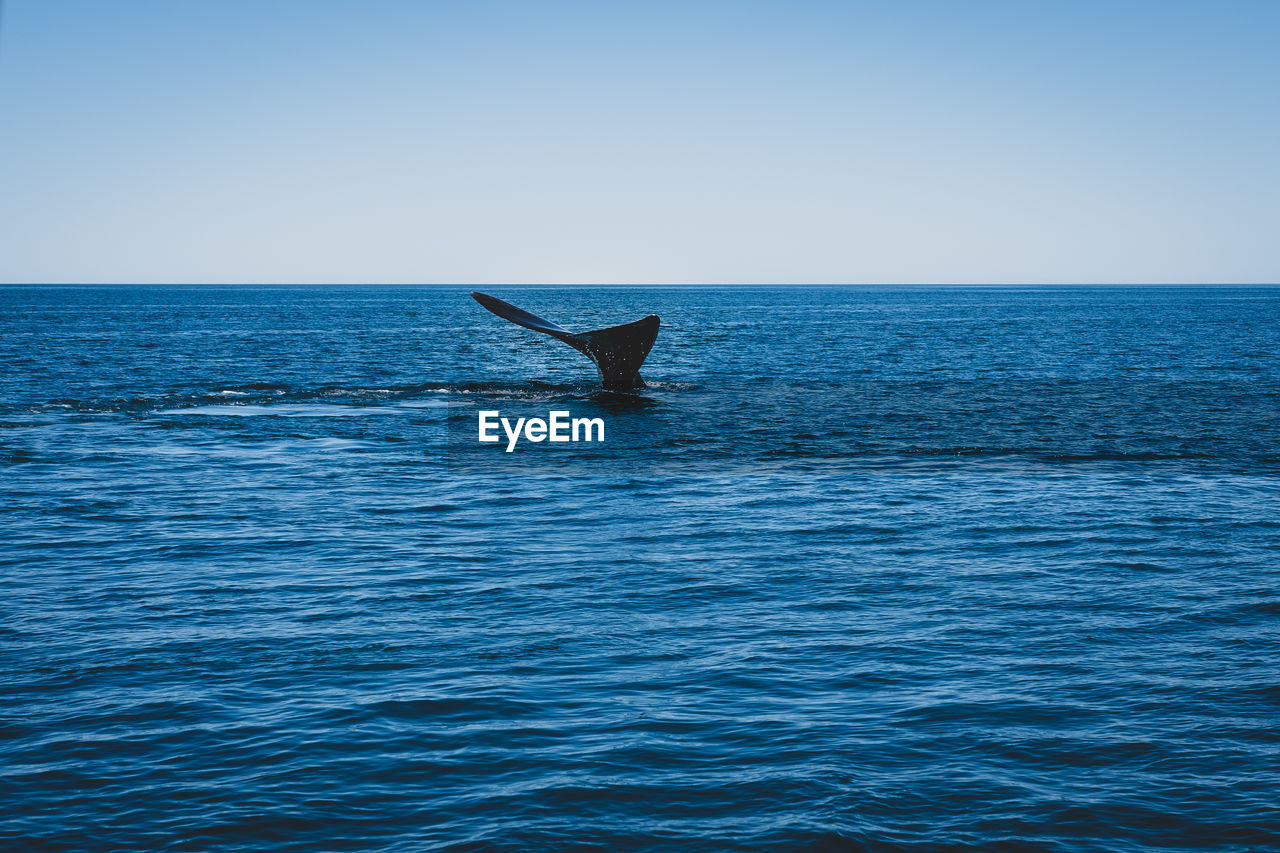 Whale tail in sea against clear sky