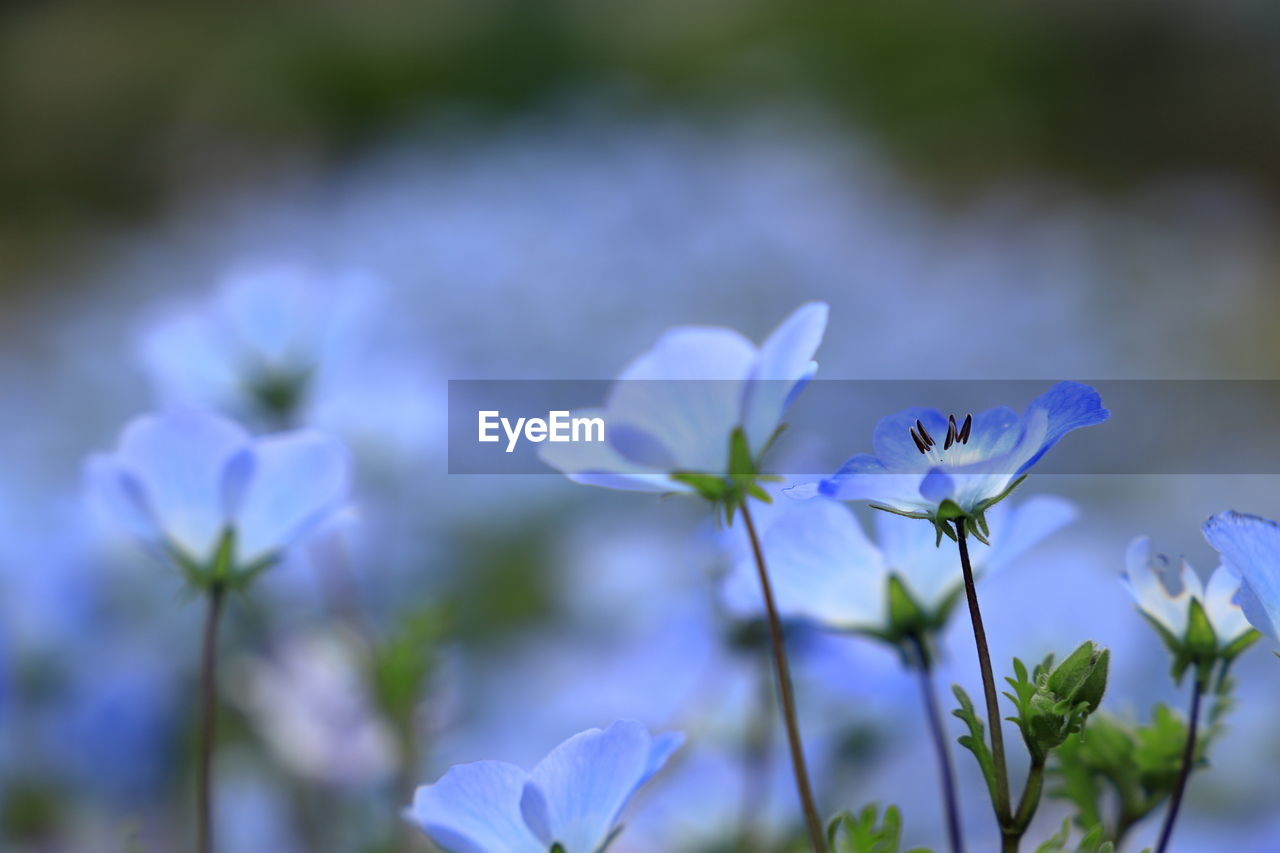 CLOSE-UP OF PURPLE FLOWERS