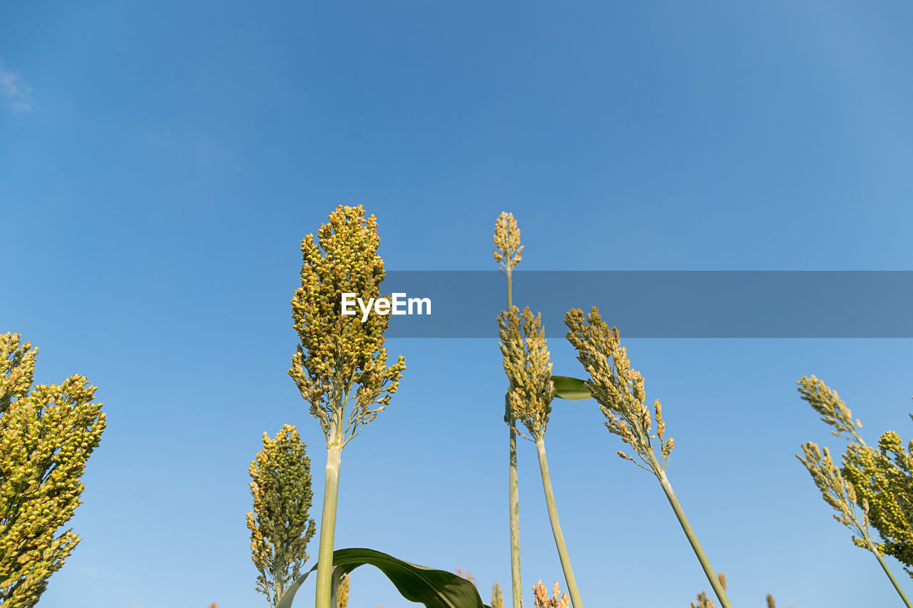 Low angle view of flowering plants against clear blue sky