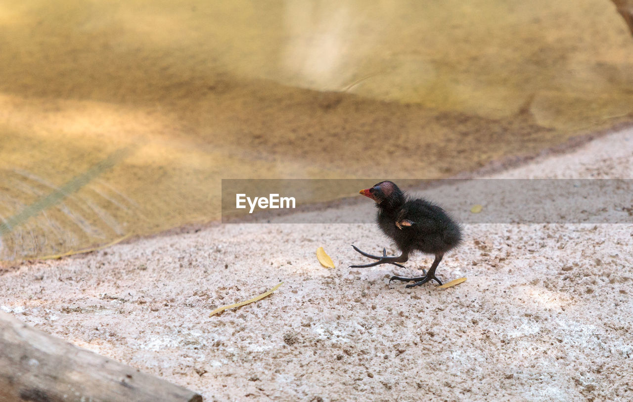 HIGH ANGLE VIEW OF BIRD ON DIRT