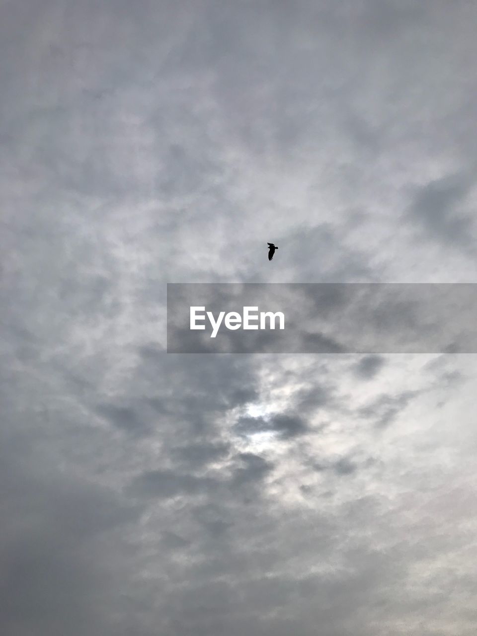 LOW ANGLE VIEW OF BIRD FLYING AGAINST SKY