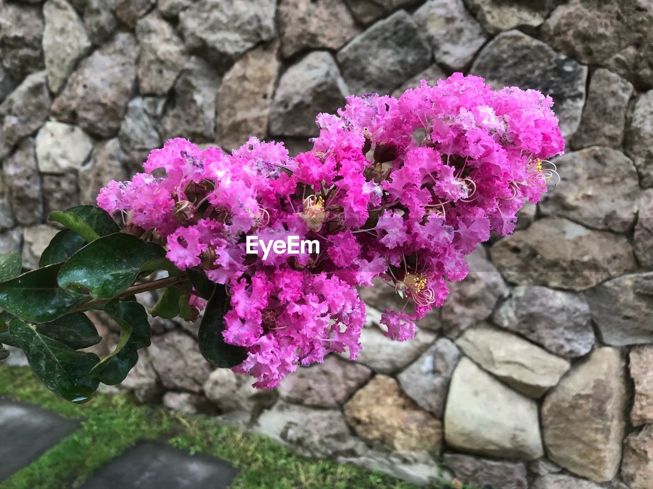 CLOSE-UP OF PINK FLOWERS BLOOMING ON ROCKS