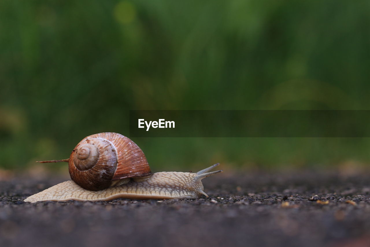 Close-up of snail