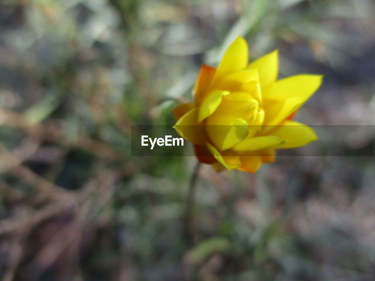 CLOSE-UP OF YELLOW FLOWER BLOOMING