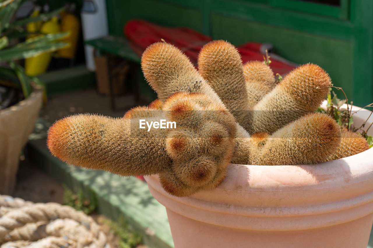 Close-up of a cactus 