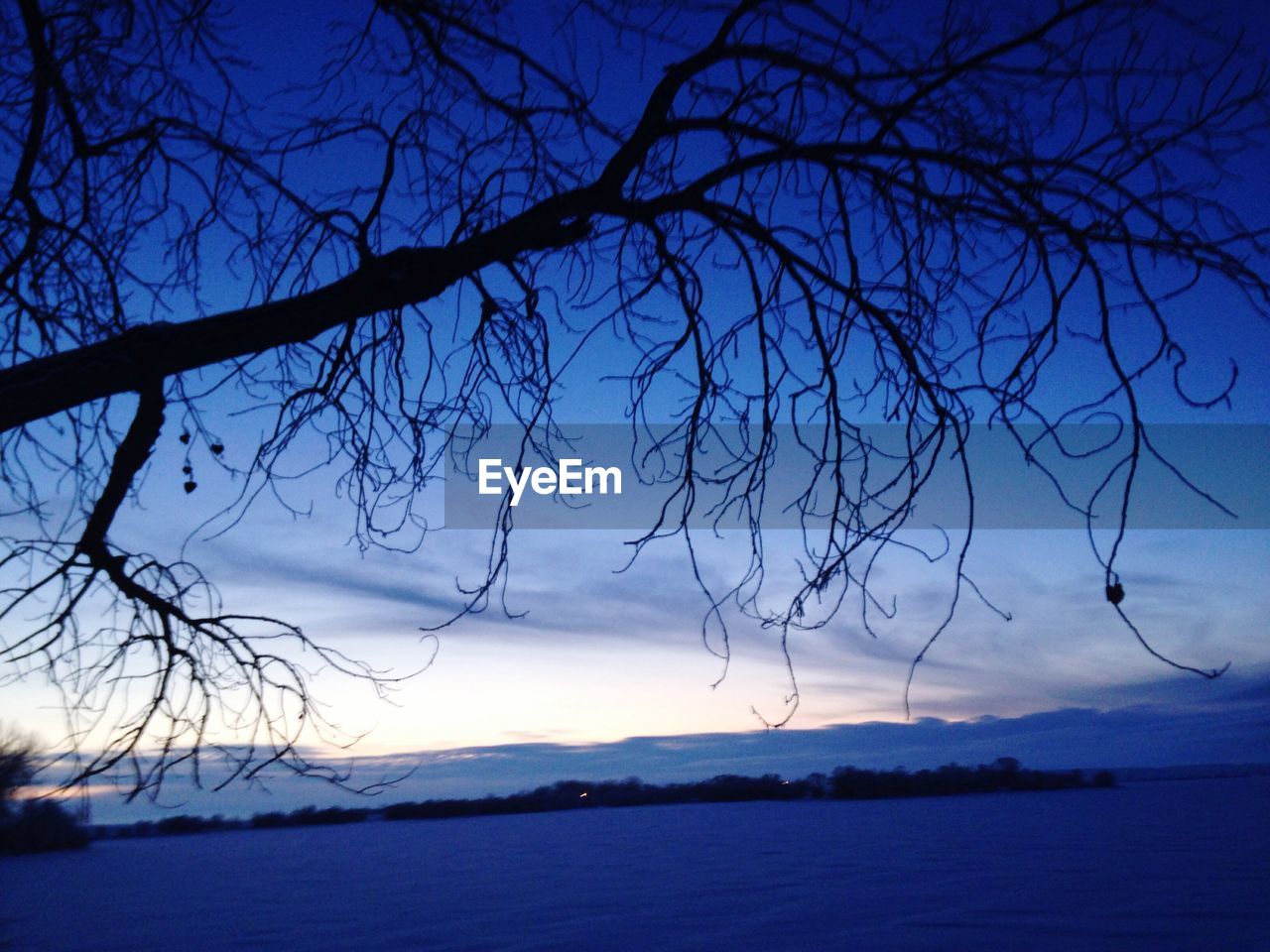 VIEW OF BARE TREES AGAINST SKY