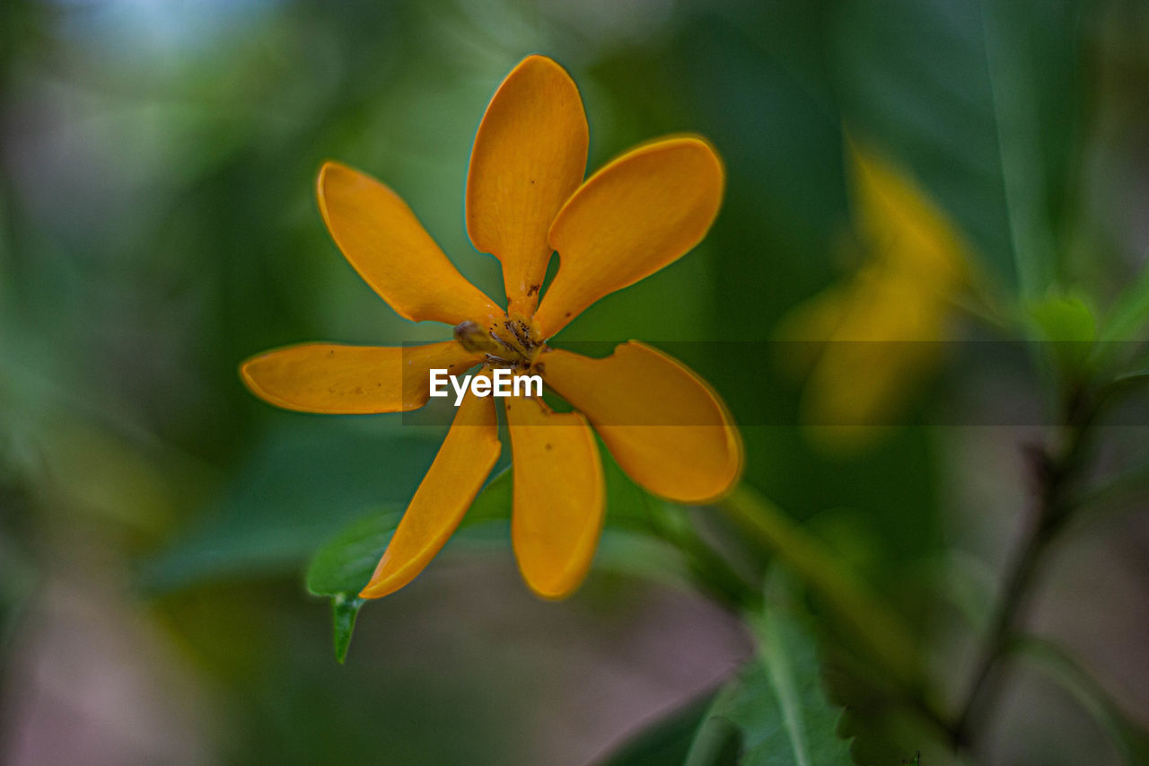 CLOSE-UP OF YELLOW FLOWER PLANT