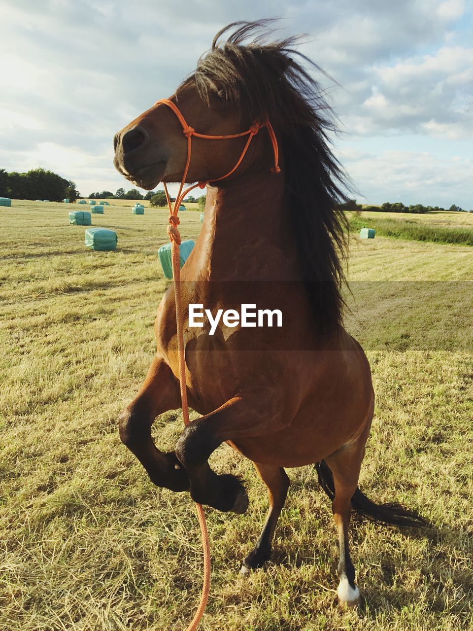 Horse rearing up on grassy field during sunset