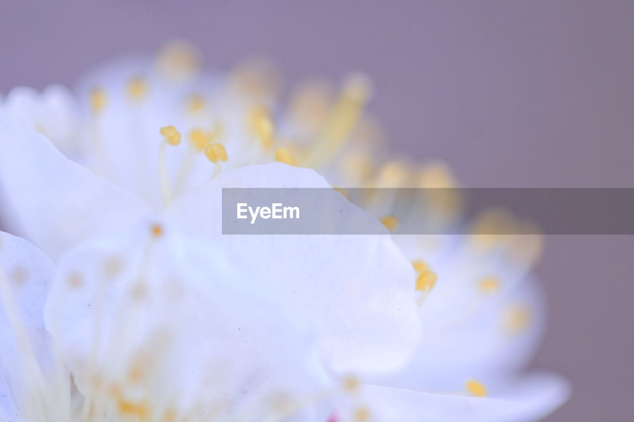 Close-up of white flower growing outdoors