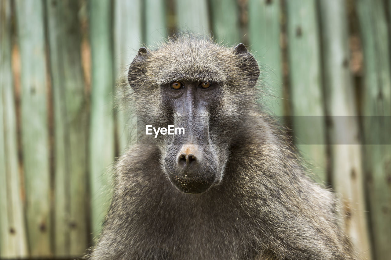 Close-up portrait of baboon