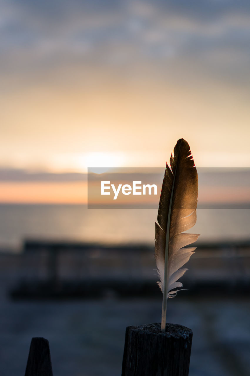 Close-up of feather against sky during sunset