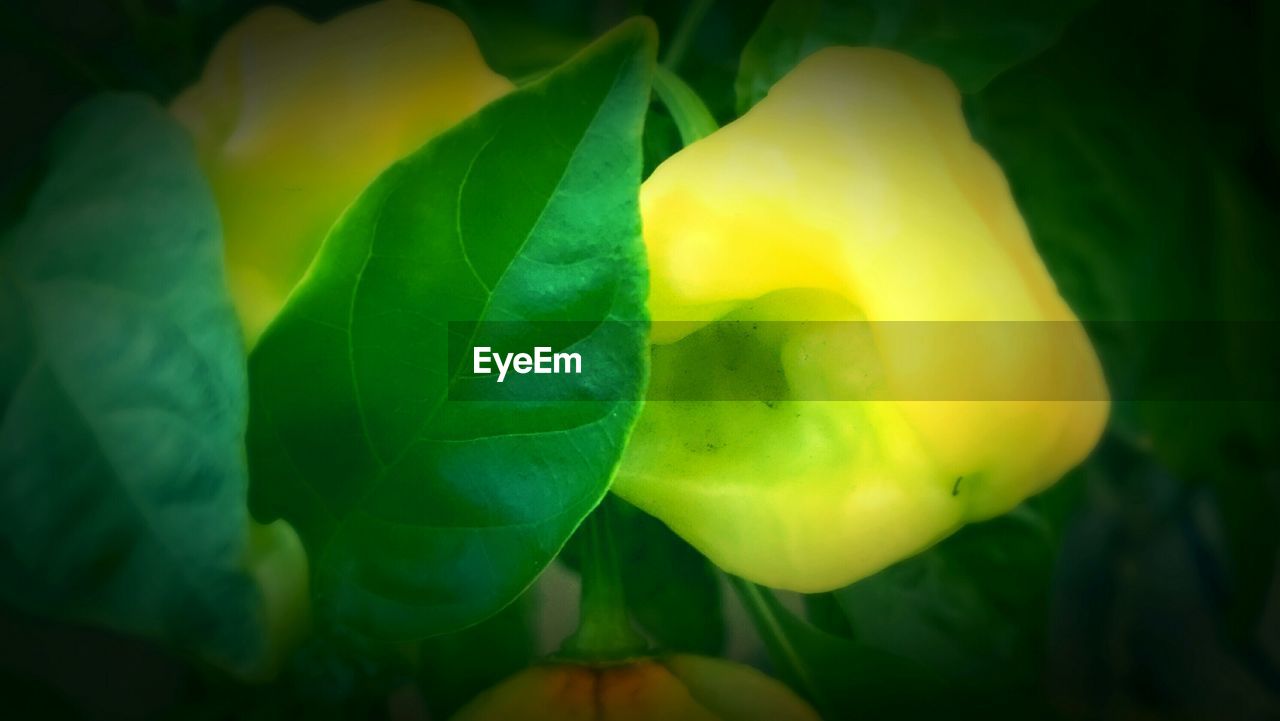 High angle view of yellow flowers