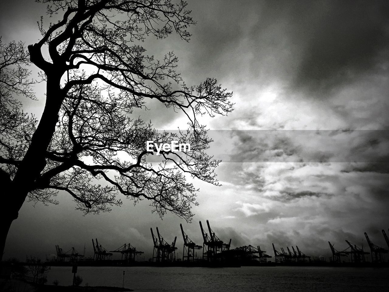 SILHOUETTE TREE AGAINST SEA
