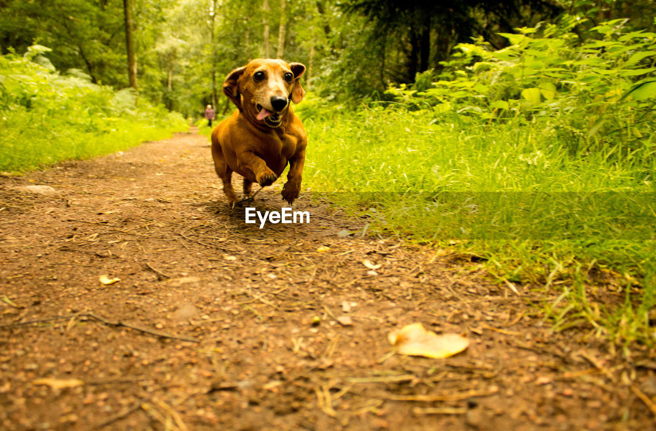 PORTRAIT OF DOG RUNNING ON STREET