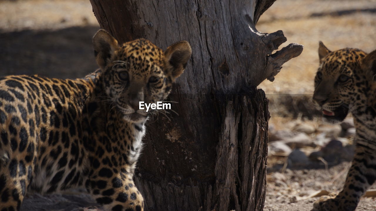 Portrait of leopard cub standing on field