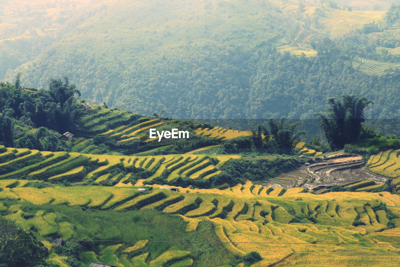 High angle view of agricultural field