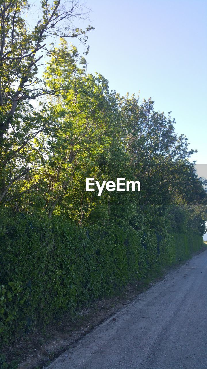 ROAD AMIDST TREES AGAINST CLEAR SKY