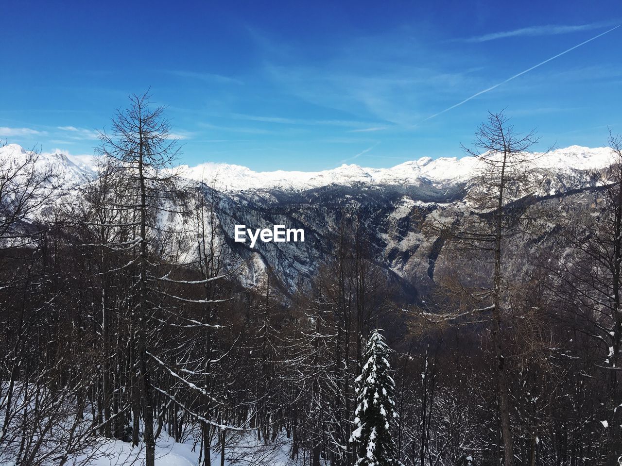 BARE TREES ON SNOW COVERED MOUNTAIN