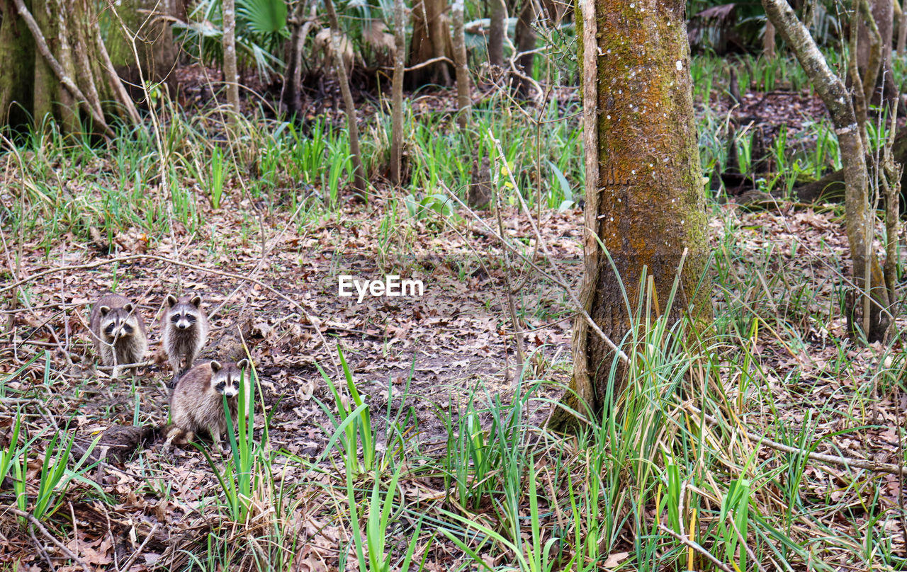 VIEW OF AN ANIMAL ON FIELD