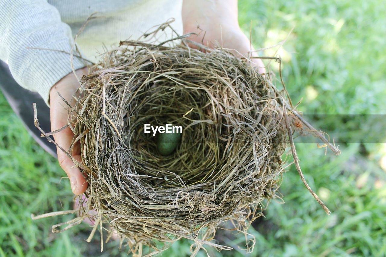 Close-up of bird's egg in nest