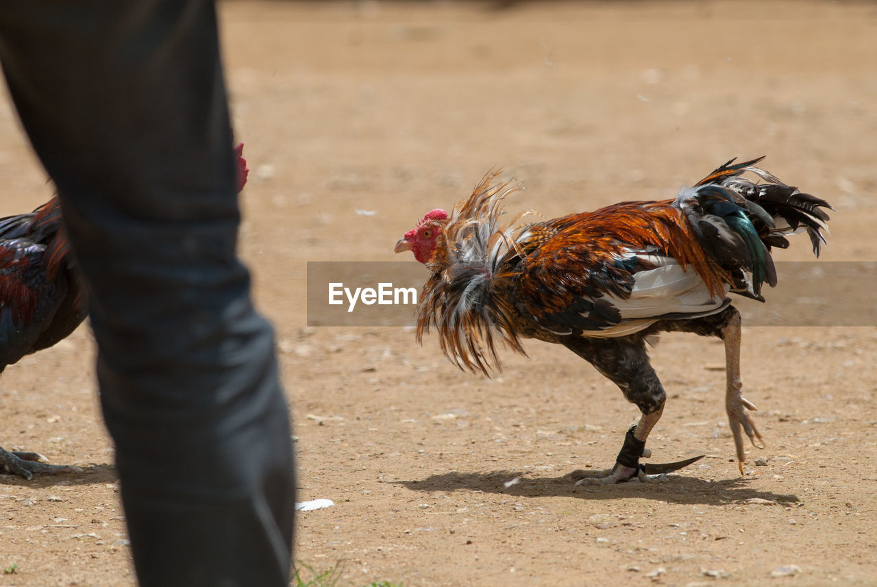 Cockfighting in tana toraja