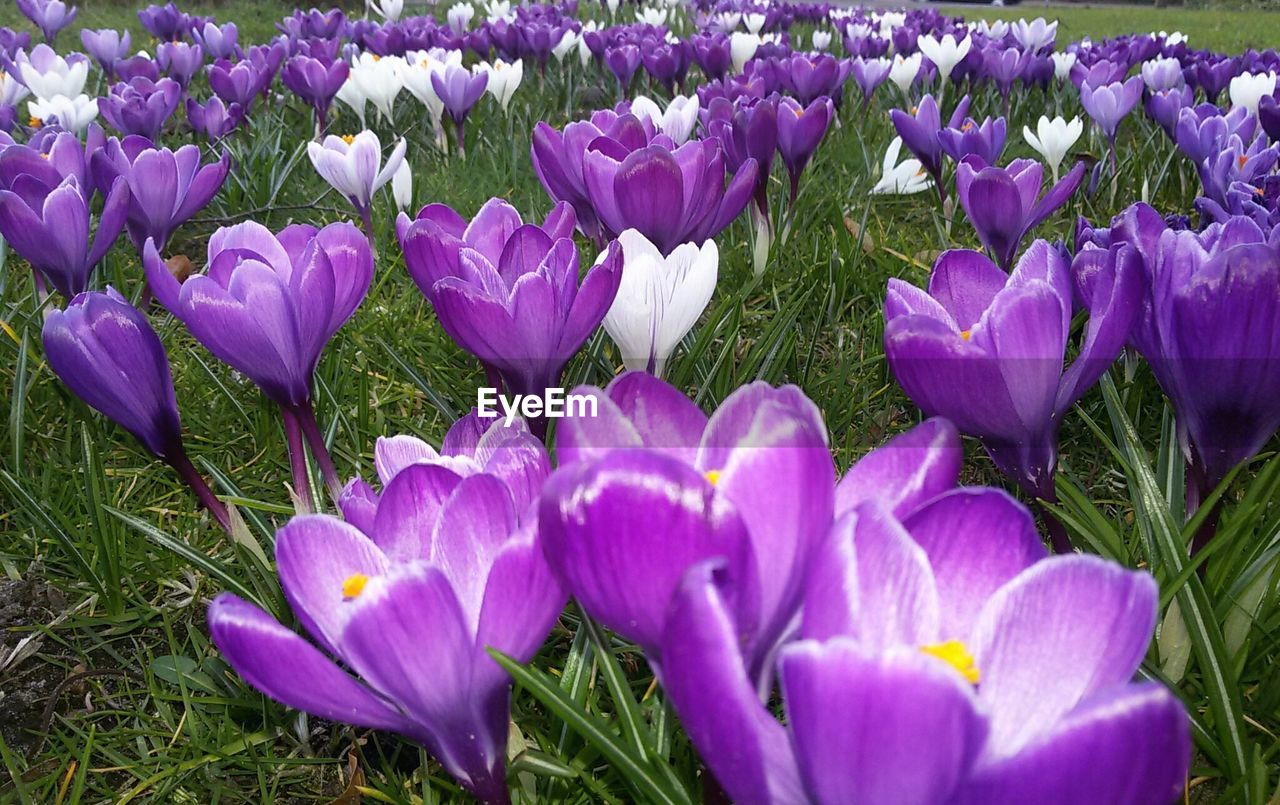 CLOSE-UP OF CROCUS BLOOMING OUTDOORS