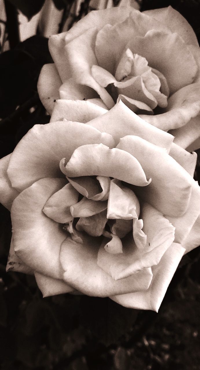 CLOSE-UP OF ROSES