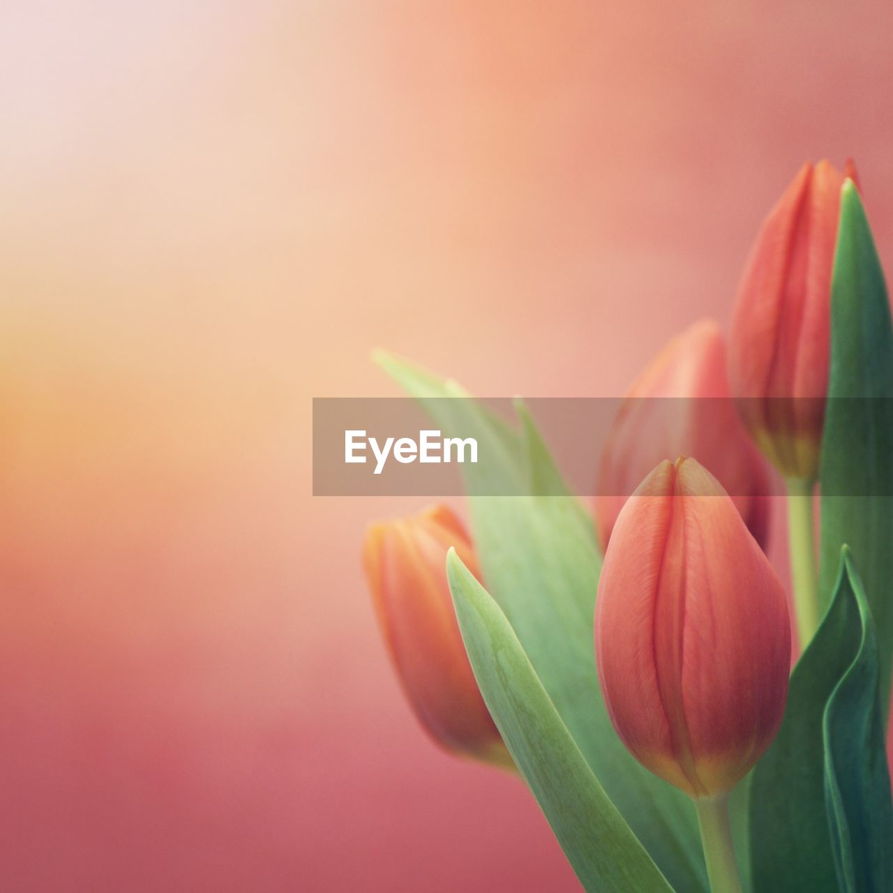 Close-up of red tulips