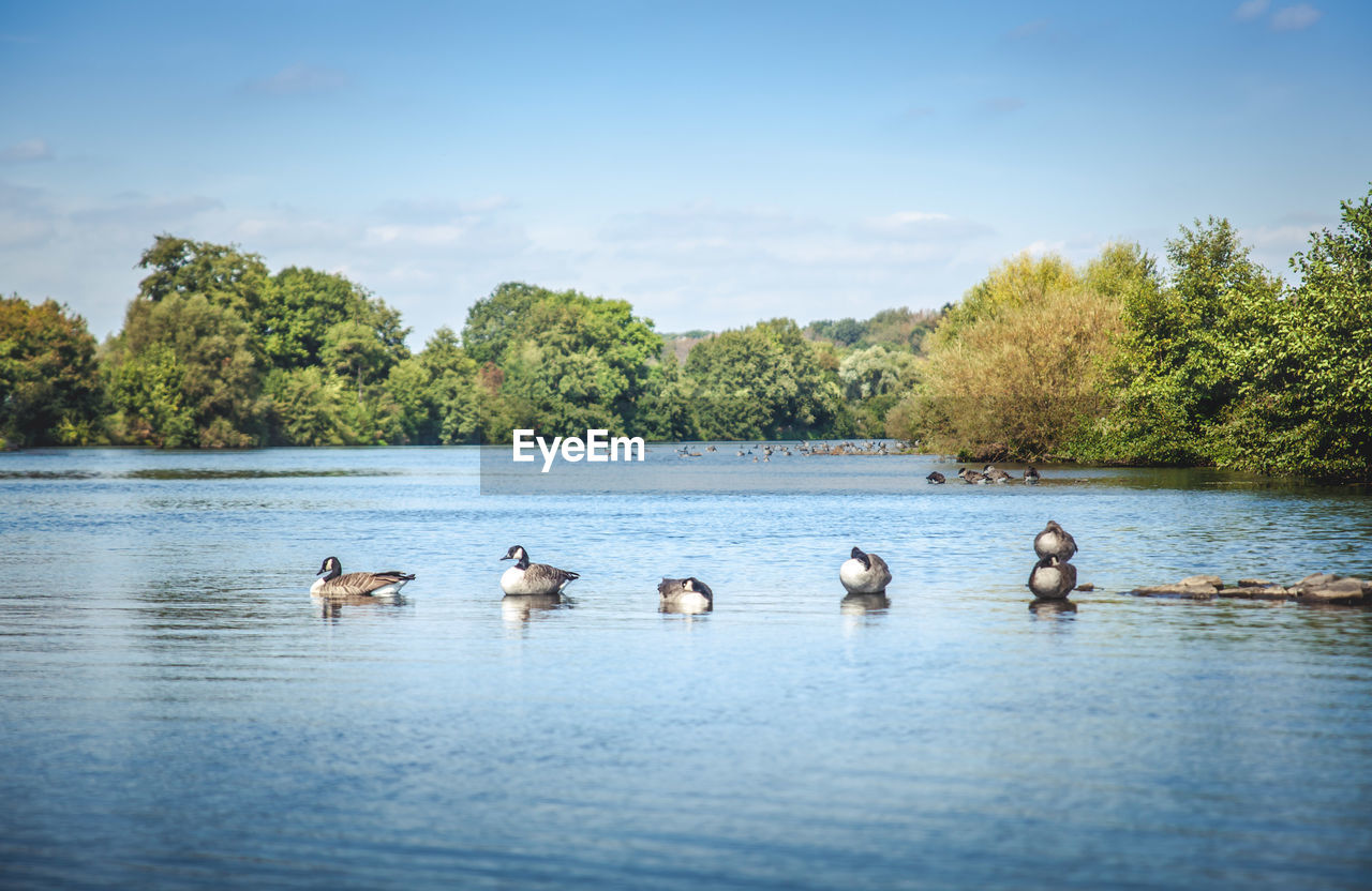 DUCKS IN LAKE