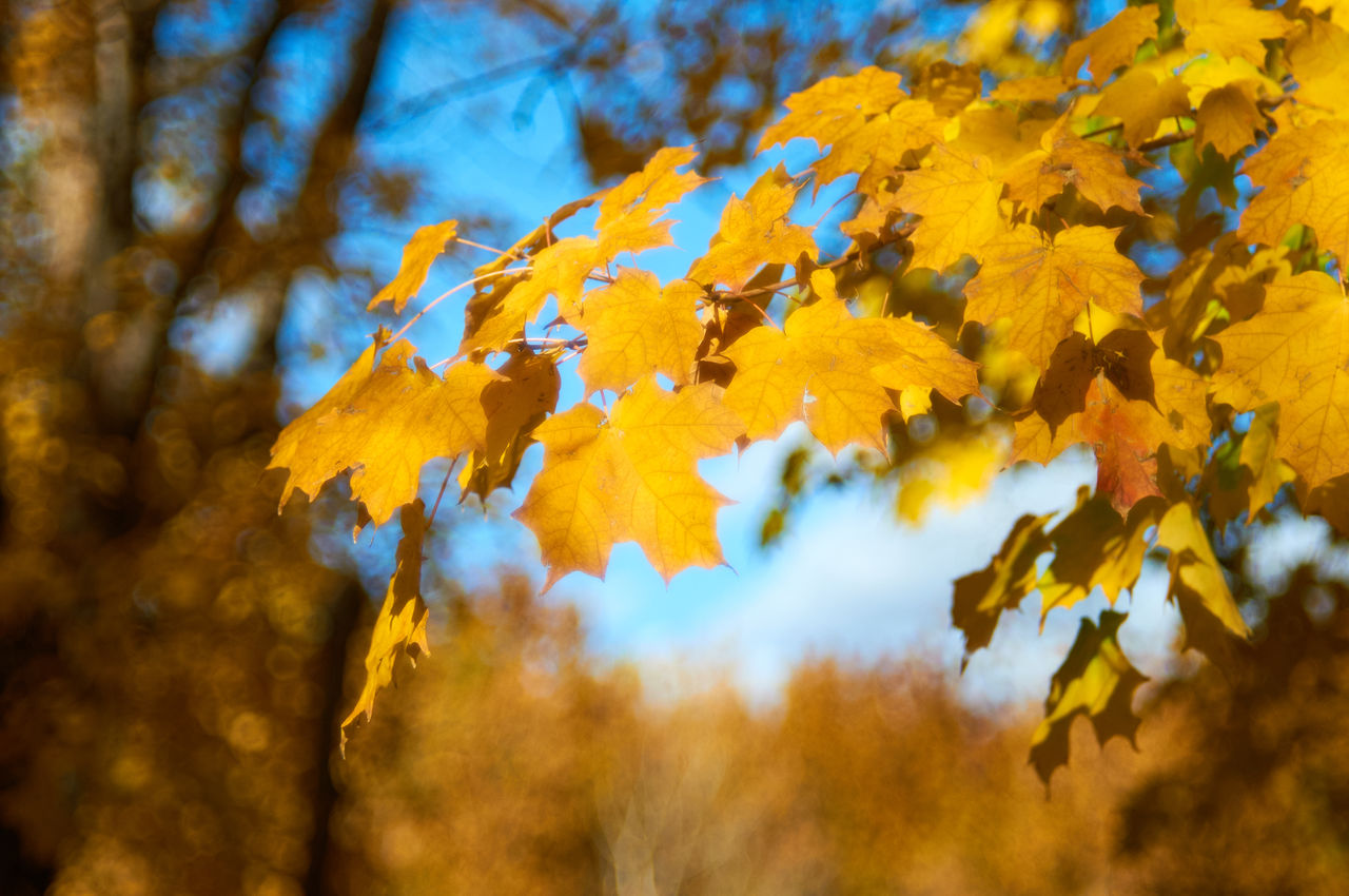 LOW ANGLE VIEW OF TREE DURING AUTUMN