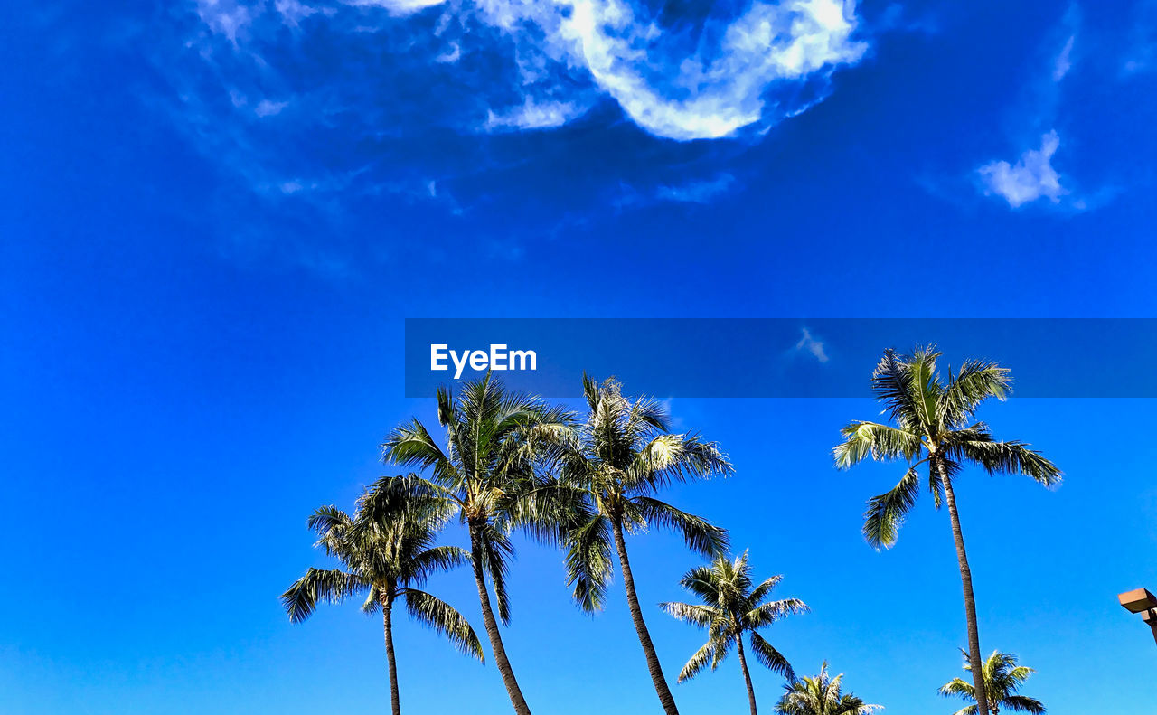 LOW ANGLE VIEW OF PALM TREES AGAINST BLUE SKY