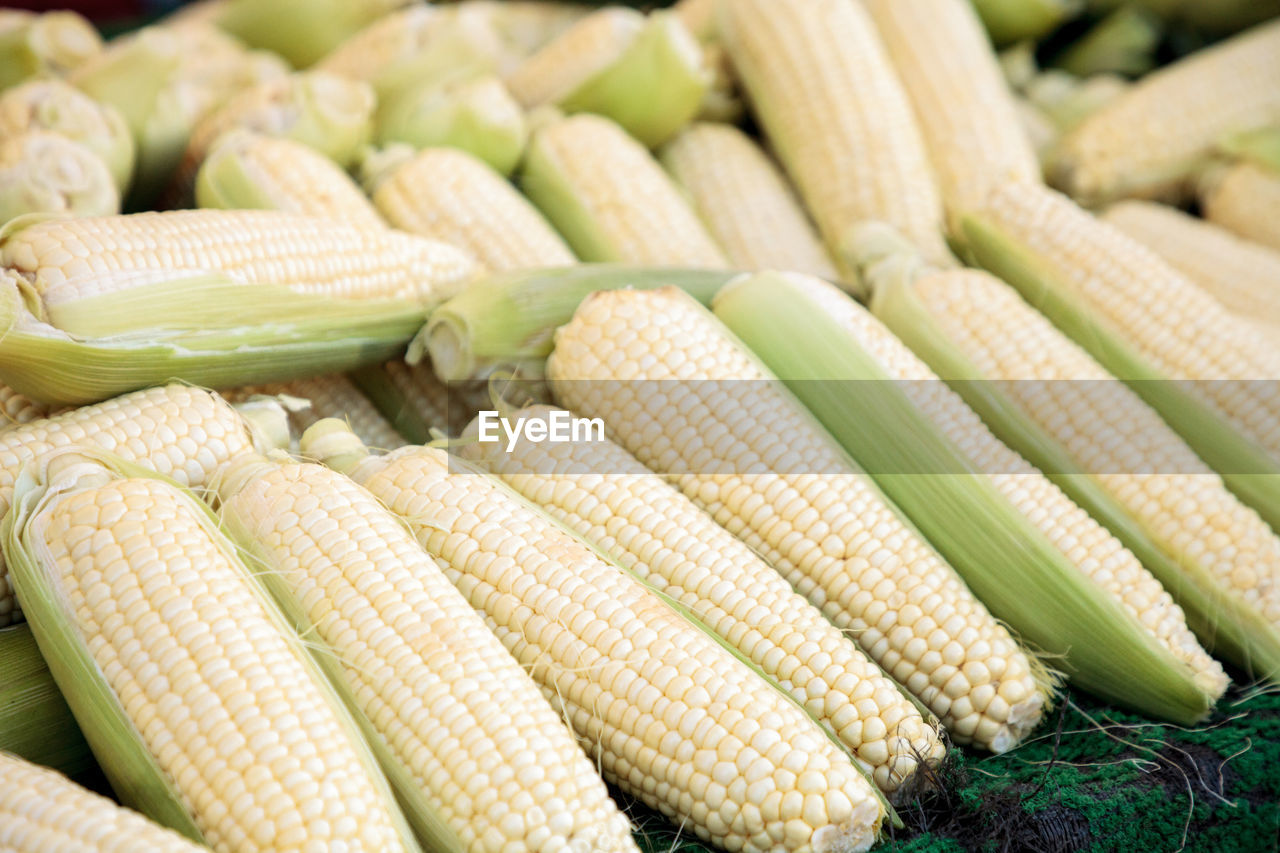 Yellow sweet corn ears shucked and displayed on a table at a local farmers market