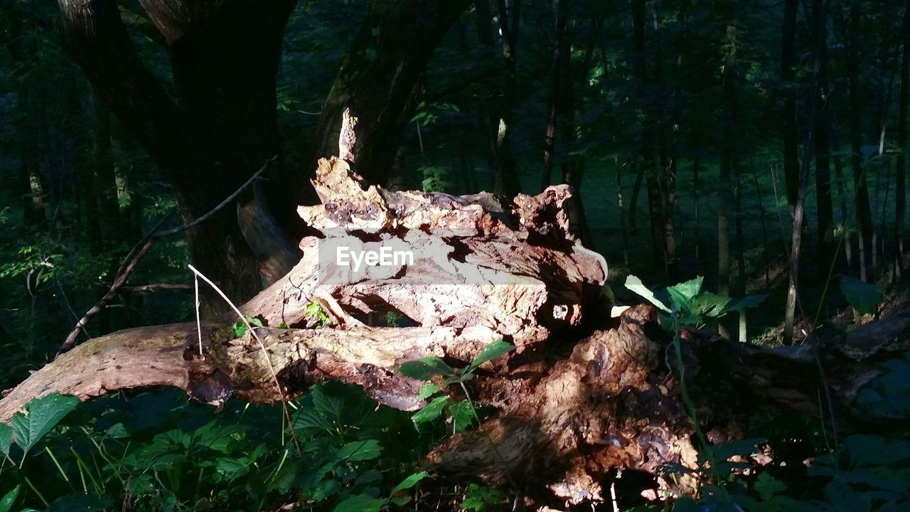 Close-up of wood on ground in forest