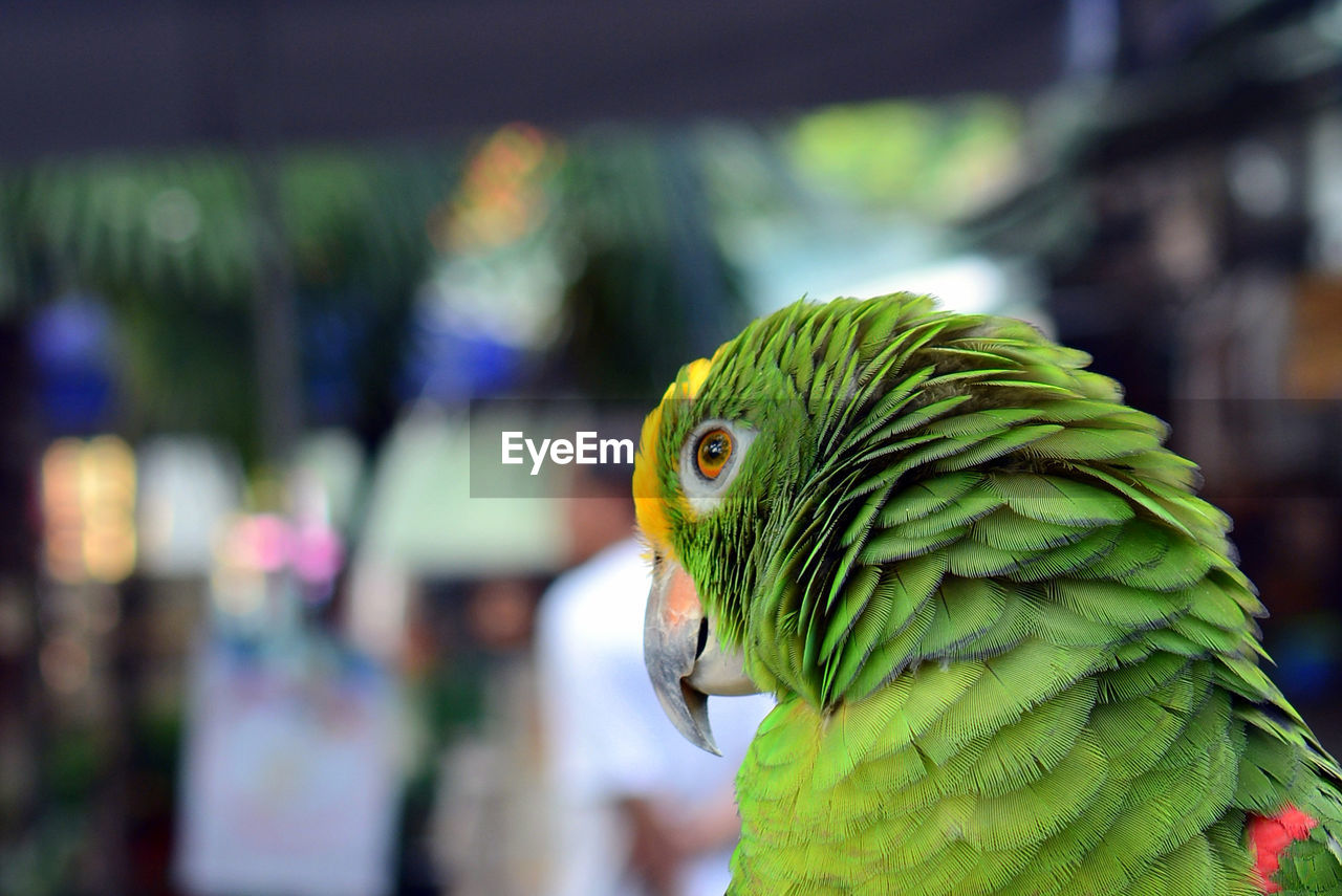 CLOSE-UP OF PARROT